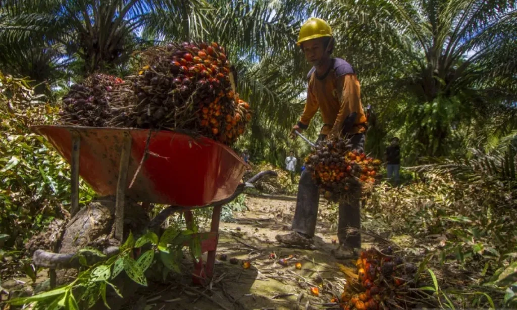 <p id="isPasted">GAPKI: Kebijakan Tarif AS Ancam Industri Sawit Indonesia</p>