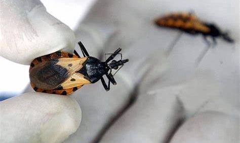 <p>Mengenal Penyakit Chagas Dan Gejalanya Yang Sulit Dideteksi</p>