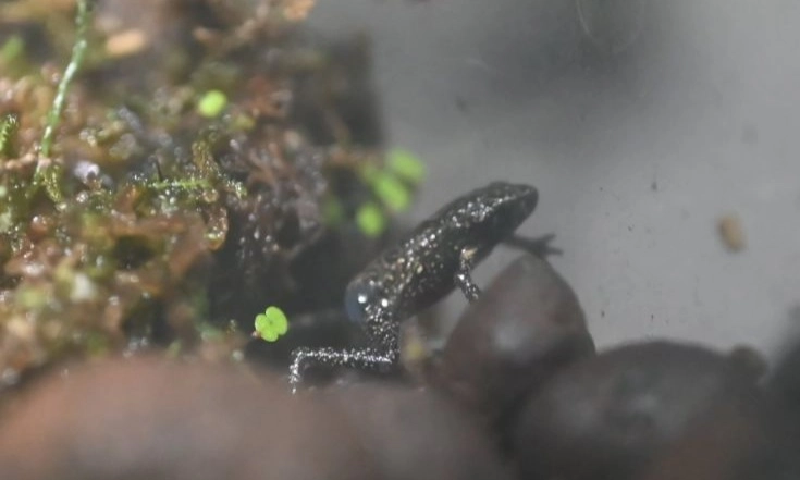 <p>Taman Safari Berhasil Kembang Biak 4 Ekor Kodok Merah Terancam Punah</p>