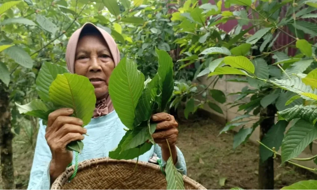 <p id="isPasted">Barantin Pastikan Ekspor Kratom Ke India Penuhi Persyaratan</p>