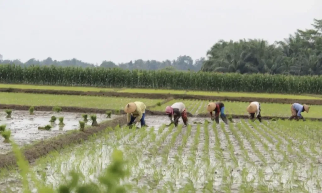 <p>Kementan: Pertanian Indonesia Sama-Sama Perlu Intensifikasi Dan Ekstensifikasi</p>