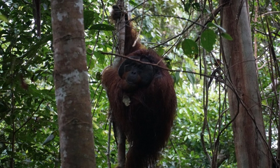 <p id="isPasted">Peringati Hari Bumi, 6 Orangutan Dilepasliar Di Hutan Kehje Sewen</p>