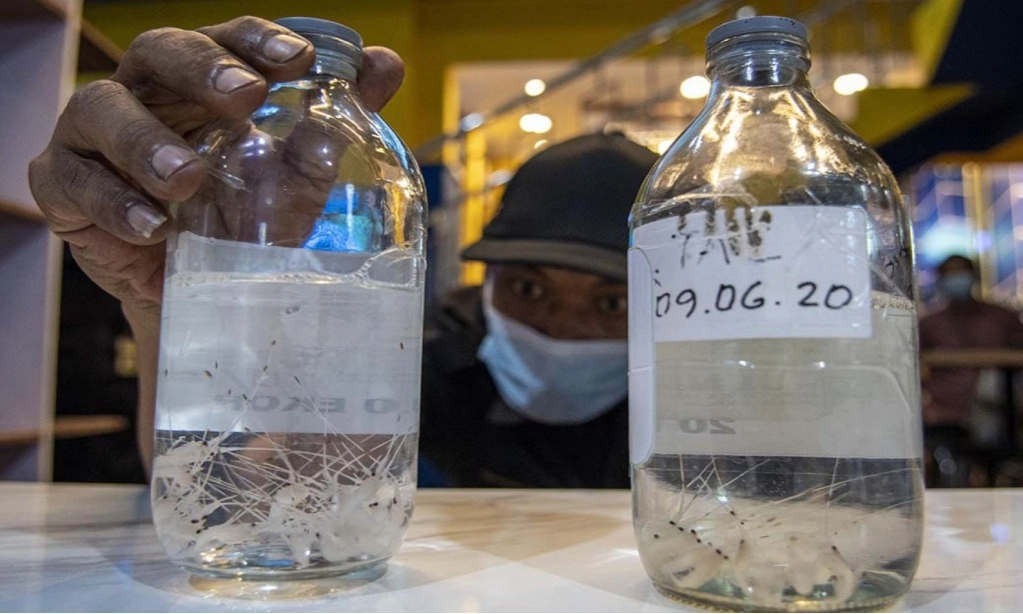 <p>Digagalkan, Penyelundupan Benih Lobster Bernilai Puluhan MIliar Rupiah</p>