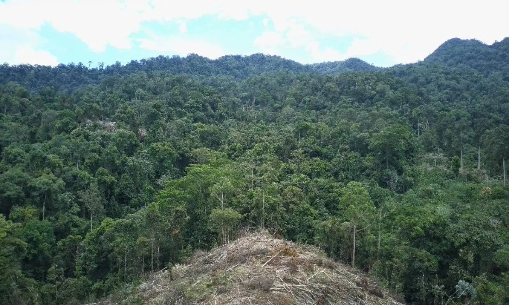 <p>Genesis Temukan Tumpang Tindih Area Folu Net Sink 2030&nbsp;</p>