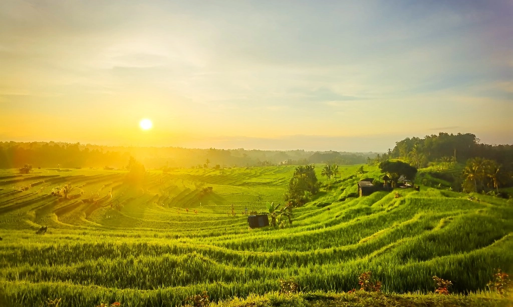 <p>Rekor Produksi Beras 57 Tahun, Momentum RI Jadi Eksportir Saat Harga Global Terpuruk</p>