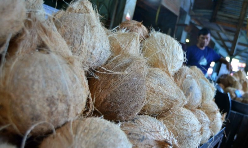 <p>Mirip Sawit, Wamentan Siap Kaji Pungutan Ekspor Kelapa Bulat</p>