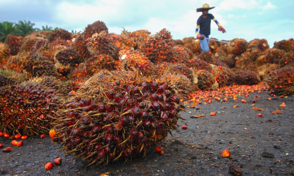 <p>Ombudsman Dorong Pemerintah Bentuk Badan Sawit Nasional</p>