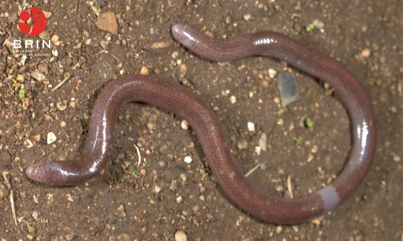 <p>Kadal Buta Endemik Pulau Buton Perkaya Keragaman Reptil Indonesia</p>