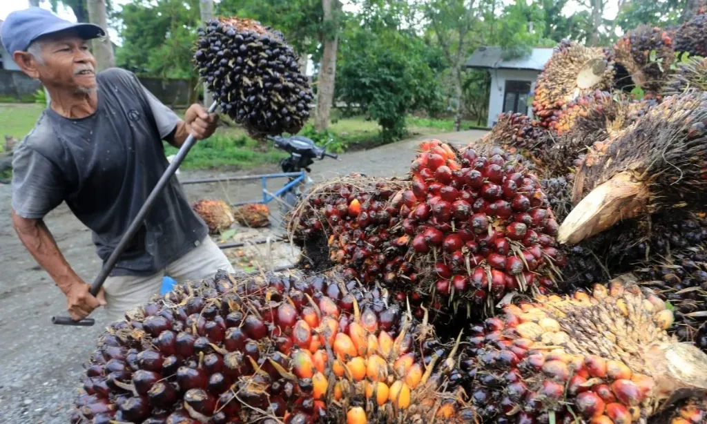 <p>Antisipasi Konflik, Kementan Agresif Cari Pasar Sawit di Luar India-Pakistan</p>