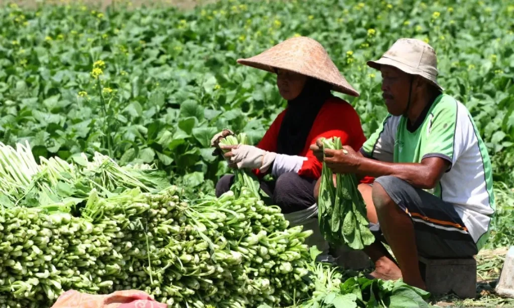 <p>Indonesia-Belanda Kerja Sama Kembangkan Hortikultura Berbasis <em>Greenhouse</em></p>