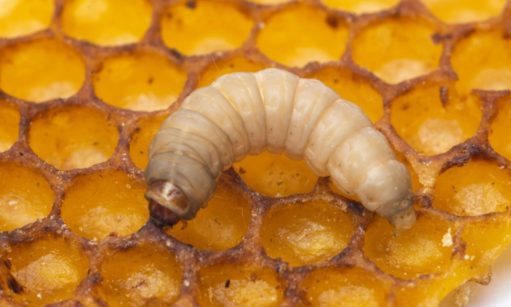 <p>Apa Jadinya Dunia Tanpa Serangga?</p>