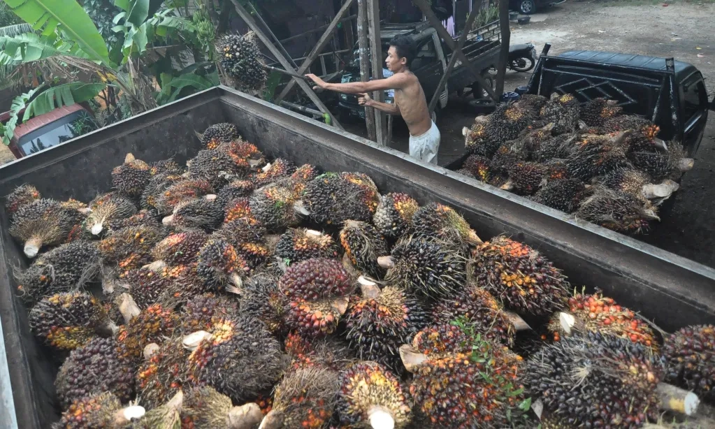 <p>Indonesia Jajaki Pasar Baru Komoditas Sawit</p>