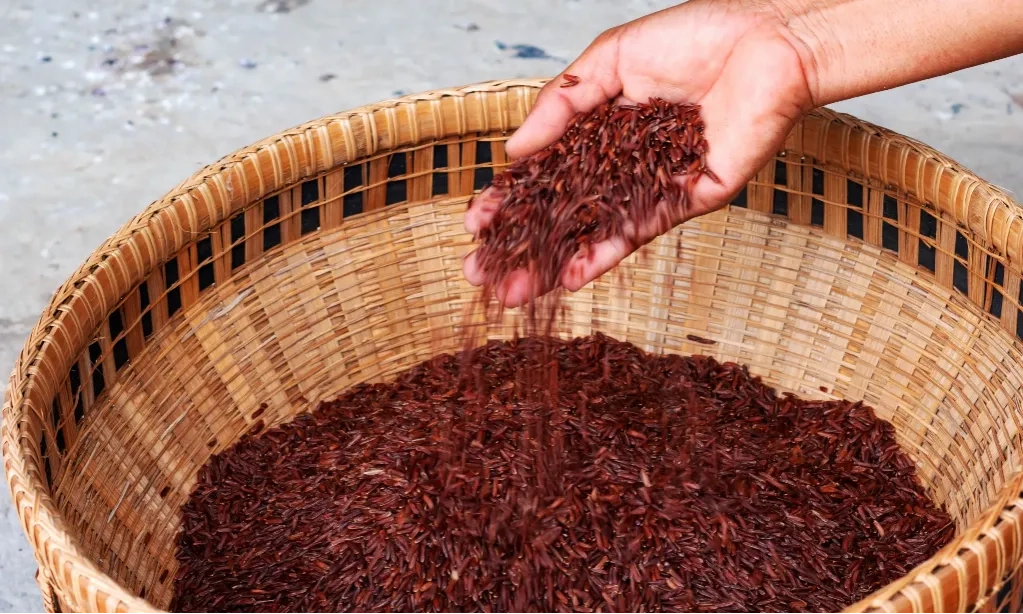 <p>Pemkab Bojonegoro Wajibkan Pegawai Konsumsi Beras Organik</p><p><br></p>