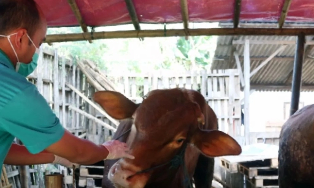 <p>Pemprov Jakarta Imbau Warga Tak Asal Beli Hewan Kurban</p>