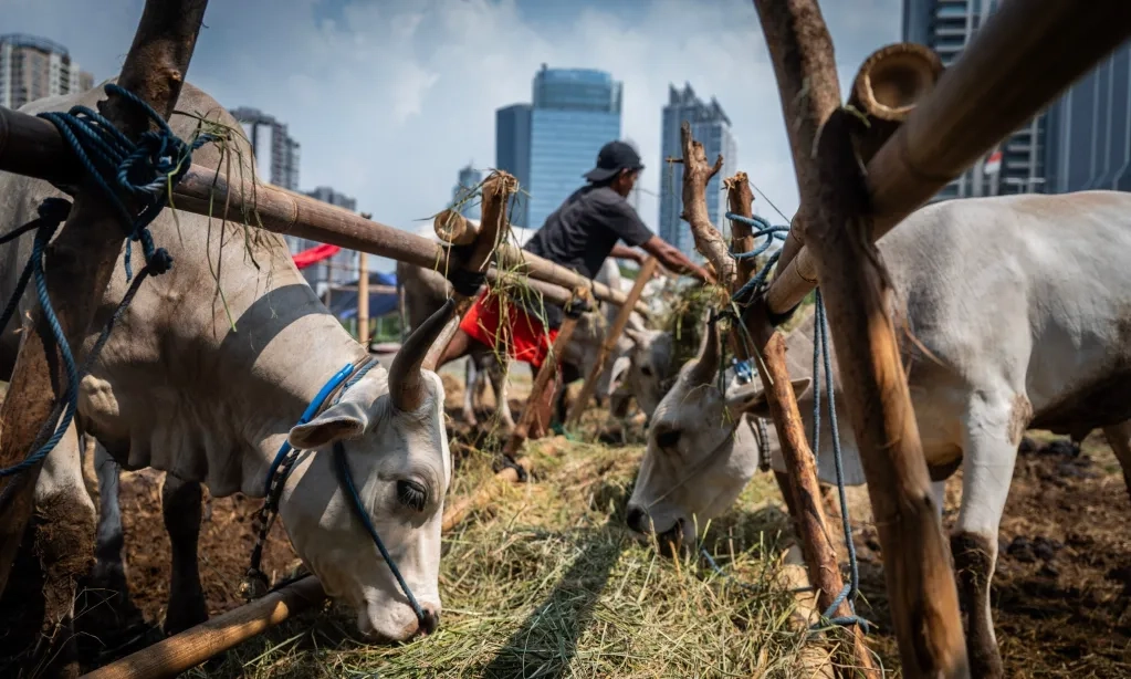 <p>Masyarakat Jangan Buang Limbah Hewan Kurban Di Got</p>