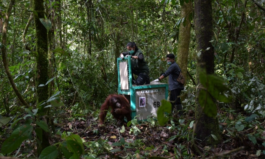 <p id="isPasted">Rayakan Hari Kebangkitan Nasional, 5 Individu Orangutan Dilepas Liar</p>