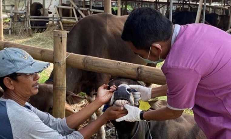 <p>Pemprov Jakarta Uraikan Pengelolaan Limbah Hewan Kurban</p>