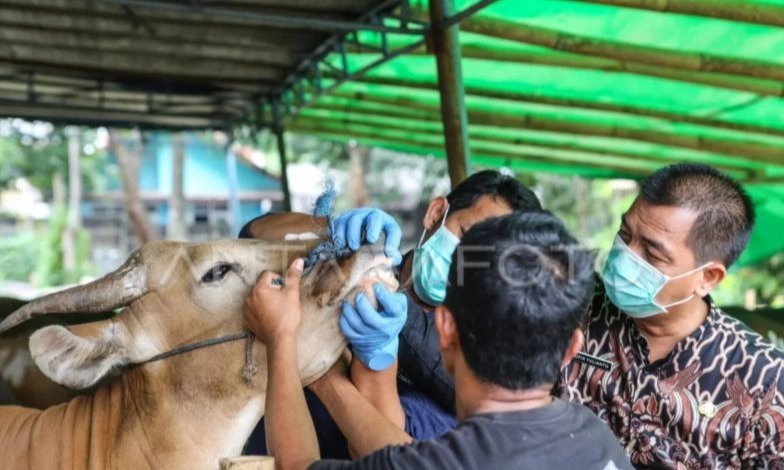 <p>DPR Ungkap Stok Vaksin PMK Terbatas Jelang Iduladha</p>