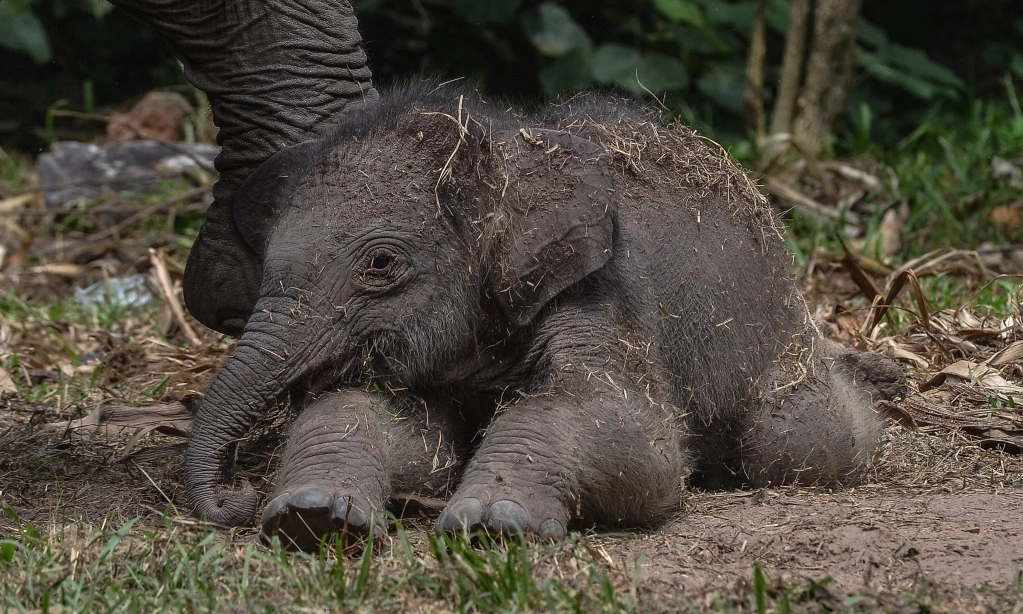 <p dir="ltr" id="isPasted">Destinasi Wisata Melihat Gajah Di Indonesia, Cocok Untuk Rencana Liburan</p>