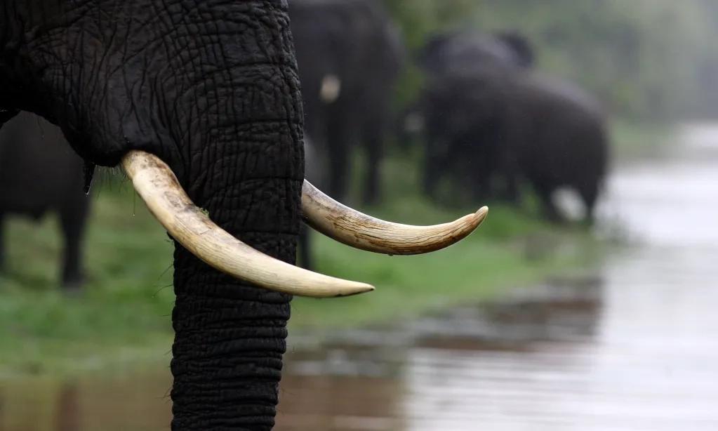 <p>Sindikat Penjual Gading Gajah Ilegal Terungkap Dari <em>Live&nbsp;</em>Tiktok&nbsp;</p>