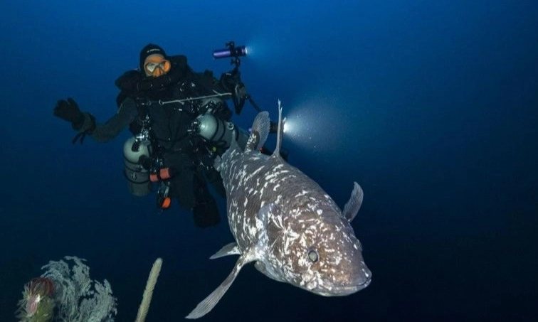 <p>Ikan Purba Coelacanth Ditemukan Di Perairan Maluku Utara</p>