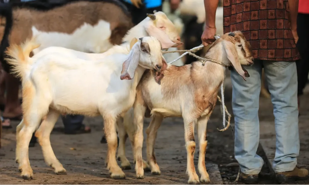 <p>Berkurban Jalur Digital, Bisa Ditujukan Untuk Warga Palestina</p>