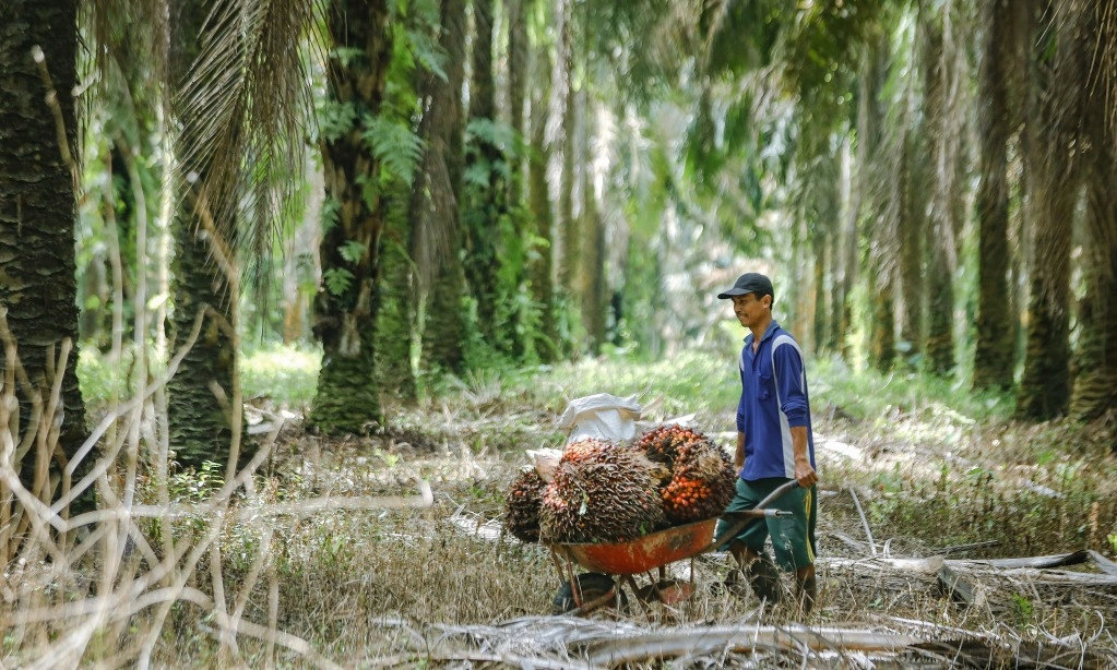 <p id="isPasted">Juni 2025, HR CPO Merosot Tapi Biji Kakao Menguat</p>