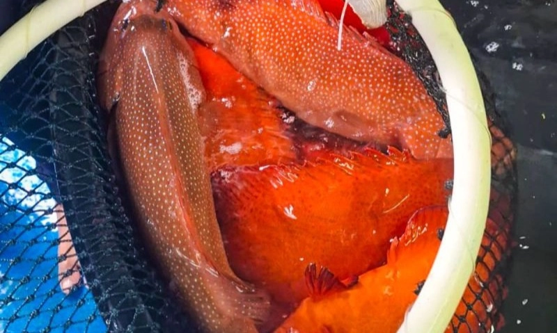 <p id="isPasted">KKP Ungkap Alasan Hongkong Stop Ambil Ikan Kerapu Ekspor dari Natuna</p>