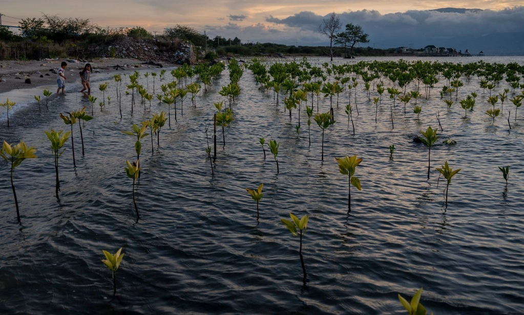 <p>Saban Tahun, Hampir 20 Ribu Hektar Mangrove RI Berkurang</p>