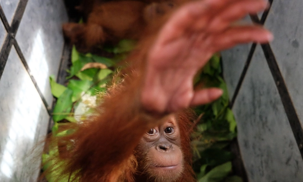 <p>Pentingnya Membangun Koridor Satwa Liar Demi Kelangsungan Orang Utan</p>