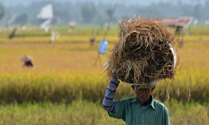 <p>Indef Ungkap Persoalan Sistemik Pertanian Hambat Kesejahteraan Petani RI</p>