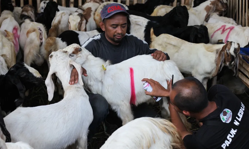 <p>Pakar Saran Kelola Limbah Hewan Kurban</p>