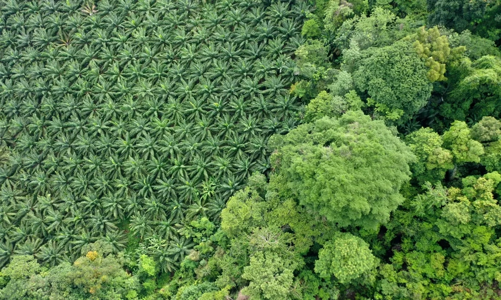 <p id="isPasted">Kemenperin Perkuat Sertifikasi ISPO Pacu Kontribusi Industri Sawit</p>