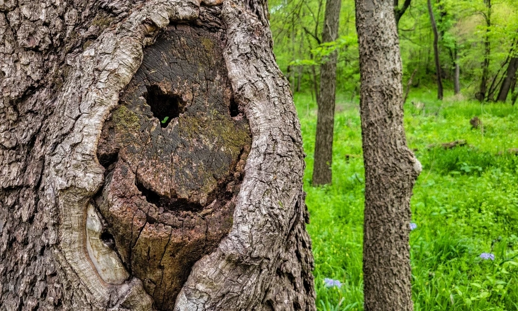 <p id="isPasted">Pareidolia: Kekuatan Otak Berimajinasi</p>