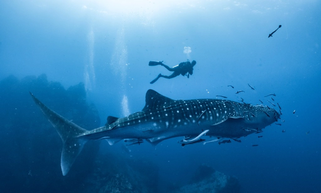 <p>Urgensi Penataan Jalur Lintas Kapal Untuk Pelindungan Hiu Paus</p>