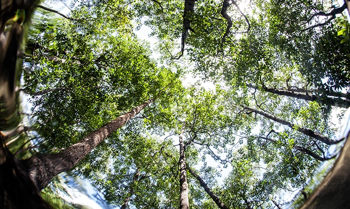 <p><em>Wood Wide Web</em>: Internet Alam Yang Menghubungkan Pohon-pohon Hutan</p>