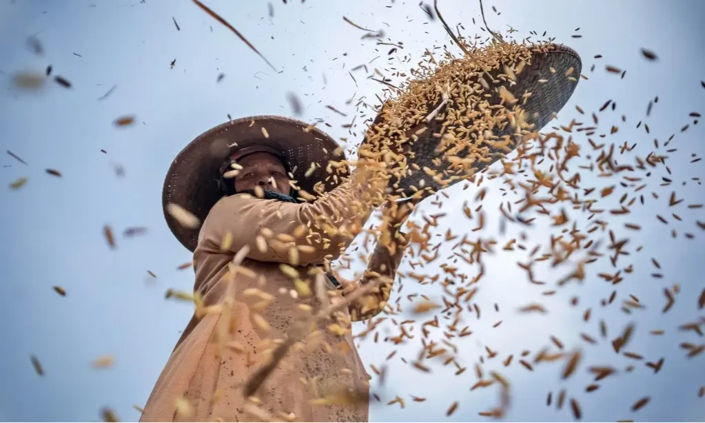 <p id="isPasted">BPS Perkirakan Luas Panen Padi Hingga Produksi Beras Januari-Agustus 2025 Naik</p>