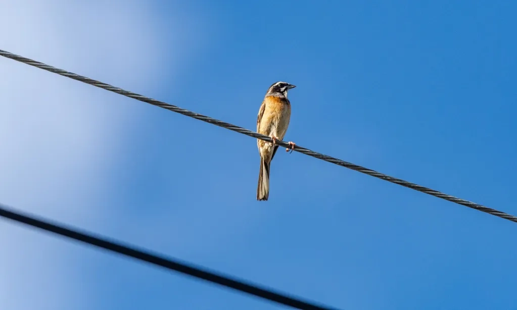 <p id="isPasted">Hewan Yang Bisa Berhitung Dan Punya Kemampuan Matematika Sederhana</p>