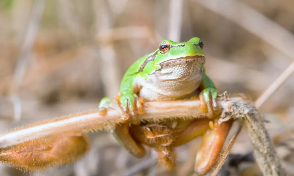 <p>Merayu Betina Berisiko Kematian Bagi Katak Jantan</p>