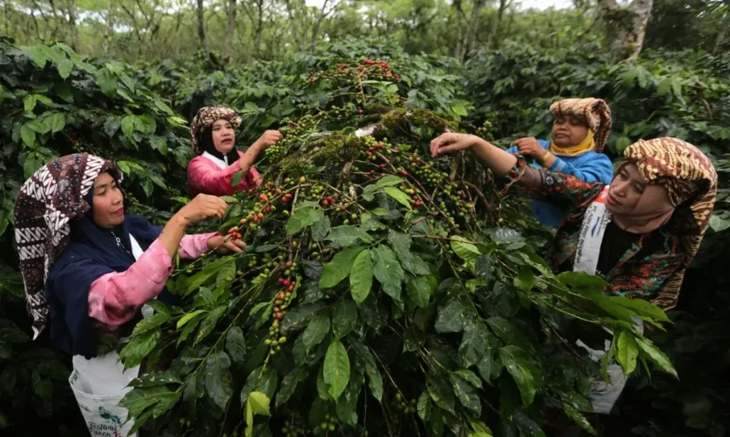 <p>Negosiasi EUDR Krusial, Indonesia Tunggu Respons Resmi Uni Eropa</p>