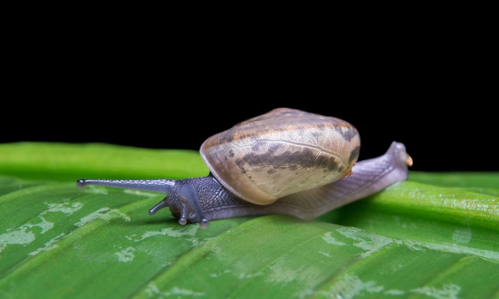 <p>Dianggap Menjijikkan, Ini Manfaat Lendir Siput Bagi Perawatan Kulit</p>