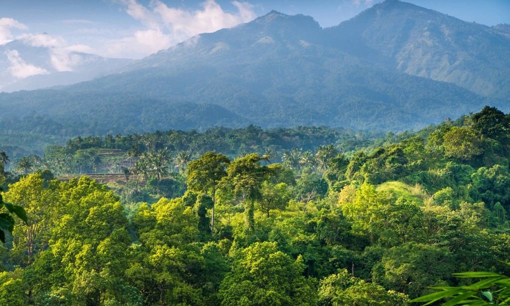 <p>Revisi UU Kehutanan Jalan Untuk Melindungi Hutan&nbsp;</p>