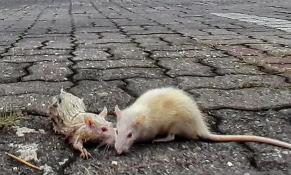 <p>Pakar Ungkap Cara Penularan Hantavirus</p>