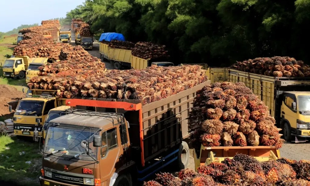 <p dir="ltr" id="isPasted">Tarif Impor Ke AS 19%, Saham CPO Diproyeksi Bakal Untung</p>