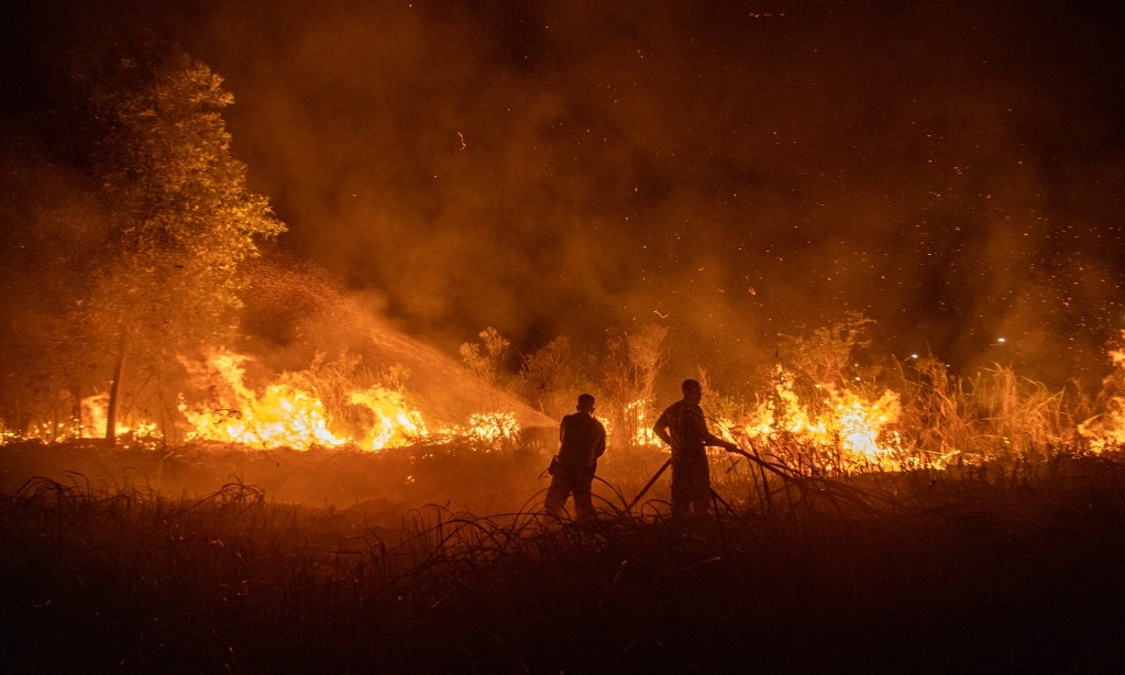 <p>Kebakaran Lahan Gambut Di Muaro Jambi Capai 264 Hektare</p>