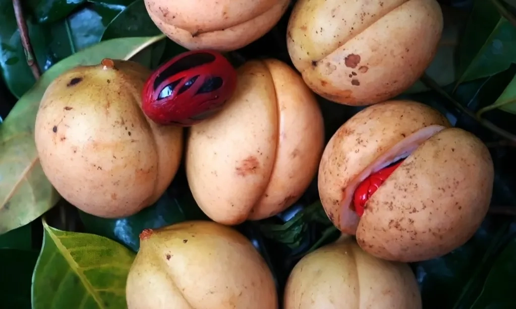 <p>Dorong Rempah Jadi Produk Wisata Halal Indonesia</p>