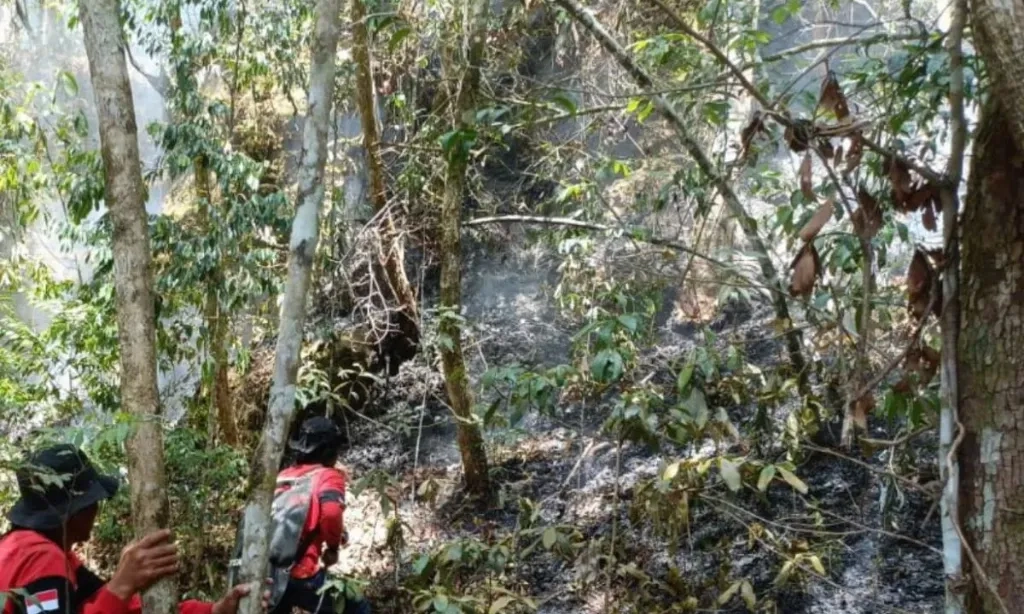 <p>BNPB Sorot 4.400 Hektare Karhutla Di Sumut</p>