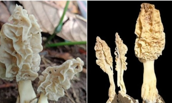 <p>Morchella Rinjaniensis, Spesies Baru Jamur Lereng Gunung Rinjani</p>