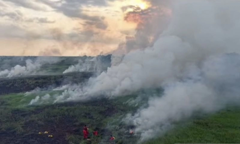 <p>Kasus Karhutla Berulang, Walhi: Penegakan Hukum Bermasalah</p>