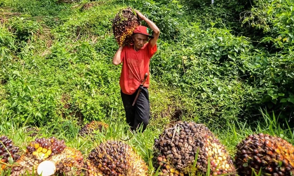 <p>Harga CPO Agustus Naik 3,76% Terpicu Permintaan India dan China</p>